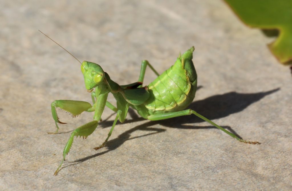 Mantodea - Ameles spallanzania - Sicilia